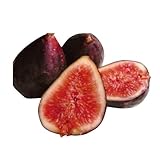 果樹苗 イチジク ビオレー・ソリエス1年生苗