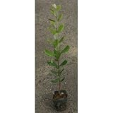 フェイジョア苗木 アポロ (APORO) ３．5号ポット