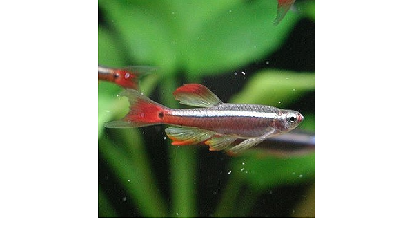 Amazon 熱帯魚 ロングフィンアカヒレ 2匹セット 北海道 九州 沖縄 離島は発送不可 生体 Aquarium ドリーム シアター 観賞魚 水中生物 通販