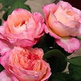 バラ苗 マダムドゥスタール 国産大苗オリジナル角鉢7号 返り咲き ピンク系 ギヨーローズ（フレンチローズ）