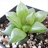 miハオルチア 氷砂糖 多肉植物 ハオルチア 7.5cmポット