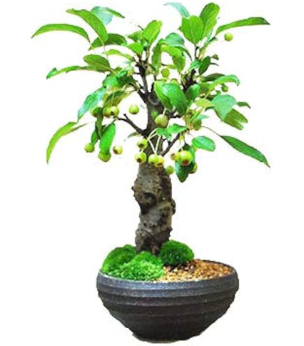 Amazon.co.jp: 盆栽妙 石付き楓 紅葉するミニ盆栽 鉢植え ギフト