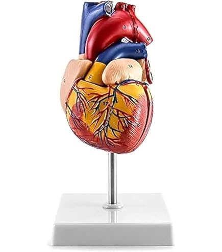 Amazon.co.jp: 心臓モデル 心臓模型 1:1実物大 心臓解剖モデル 磁気