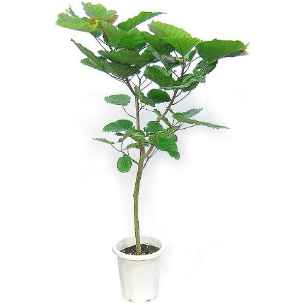 Amazon フィカス ウンベラータ 10号サイズ 観葉植物 オンライン通販