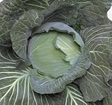 【種子】冬獲B号 1.5ml詰