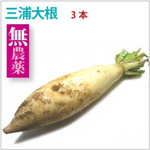 【三浦大根3本】40年以上無農薬栽培に取り組む農家自慢の三浦大根!【送料込】
