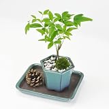 盆栽妙 ミニ南天寸景 六角鉢 受皿付 ミニ盆栽 鉢植え 観葉植物 プレゼント 敬老の日