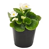 花市場直送便 花苗 ベゴニアセンパー 白 8入