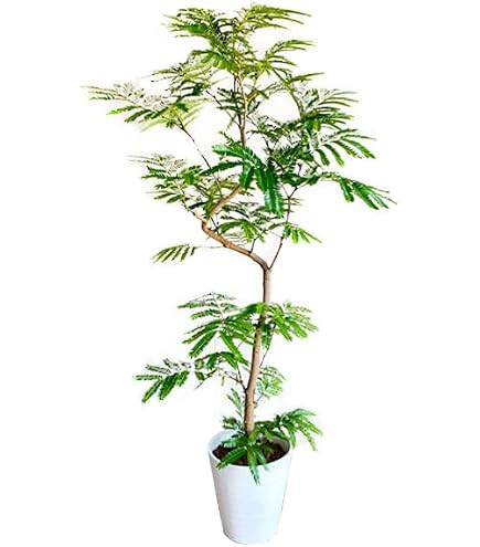 Amazon｜エバーフレッシュ 曲がり樹形 8号｜観葉植物 オンライン通販