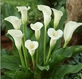 (50 pieces/lot) Callaseeds Lily seeds,common callalily,planting seasons, flowering plants for home g