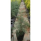 ブルーアイス 5号ポット