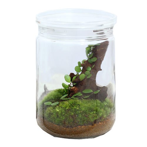 苔リウム プロジェクト Kp 年正月は 100均ガラスボトルで苔リウムに挑戦する Jb の ワイドアンドシャロー