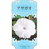【1000枚】 AC 1型 アサガオ ASAGAO-024 ポリポット用 ラベル 名札 育苗 アンドウケミカル カ施 代不
