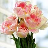 秋植え球根 チューリップ アンジェリケ 7球パック