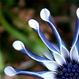 50 Blue Daisy hardy plants flower seeds exotic ornamental flowers
