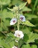 マシュマロウ 100粒