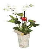 Color Orchids 9101VE Live Double Stem Phalaenopsis Orchid Garden in Ceramic, 15-20 Tall, White カラーオー