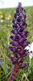 Lachenalia elegans var. suaveolens - hyacinth - 10 seeds