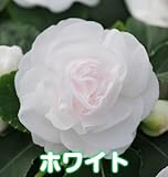 お好きな色を選んでね カリフォルニアローズ フィエスタ　 １株【ホワイト】