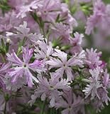 [ 日本桜草 ] 紅葉橋