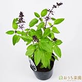 タイ バジル 【苗】 ９ ｃｍ ポット ＜当店は 苗 種 鉢 培養土 ニーム の専門店＞