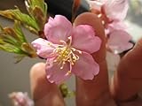河津桜 サクラ苗