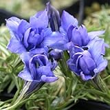 八重咲きゲンチアナ・シノオルナータ
