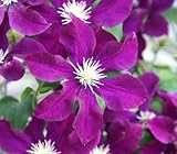 ☆クレマチスワルシャワ・ナイキ4．5号サイズポット苗