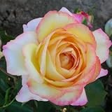 バラ苗 ミツコ 国産大苗デルバールオリジナル角鉢6号 四季咲き大輪 複色系 フレンチローズ（デルバール）