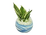 花市場直送便 サンスベリア(カラーサンド植え) バブルボール8cm ブルー