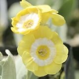 [ オーリキュラ ] リサズスマイル