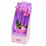 胡蝶蘭　ミディ　リンリン　2本立ち　2way　BOX入り