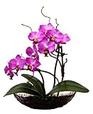 母の日に　光触媒 胡蝶蘭 雅 (ピンク)