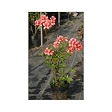 ヤマツツジ (P5号)