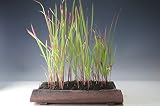 山野草　紅チガヤ(長方鉢）の鉢植え【現品】（ 726882 ）