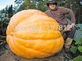 20Pcs Super Large Pumpkin Seeds Vegetable NON-GMO Edible DIY home garden bonsai Giant pumpkin seed g