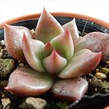 oriエケベリア ロメオhyb 多肉植物 エケベリア 6cmポット