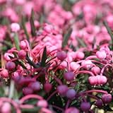 紅花姫シャクナゲ