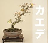いよじ園 【】 楓 / カエデ （小品盆栽） 【雑木盆栽 紅葉】 ▼ご選択ください,6