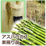 アスパラガス 素掘り株 ウルトラビッグアイ 3Lサイズ