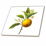 3dRose ct_106856_1 Redoute Vintage Watercolor Fruit Orange Citrus Sp-Ceramic Tile, 4-Inch [並行輸入品]