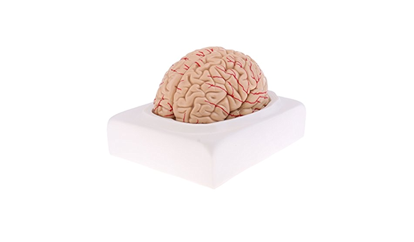 クーポン配布中 交換無料 脳 Brain 精密モデル 模型 約14cm プレミアム Www Dialuk Info
