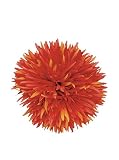 Torre And Tagus Gerbera Daisy Bloom 39インチステム – オレンジ