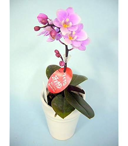 新作新品ジェリーキャット花蘭胡蝶蘭ラン観葉植物ぬいぐるみ
