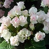 宿根草 バラ咲き プリムラ ジュリアン ブライダルベル １株 冬咲き 鉢植え 庭植えガーデニング 寄せ植え等に