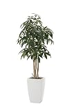 光触媒観葉植物 ア－バンパキラ1.8 フロアタイプ ハイサイズ