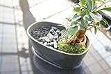 【癒しのミニ盆栽。大人のガーデニングがお部屋で楽しめます】　苔玉庭園　炭　小
