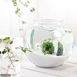 (水草)私の小さなアクアリウム ～窓辺のノチドメボール～ アメリカ製ドラム金魚鉢 小《北海道・沖縄・離島不可》 本州・四国限定[生体]
