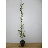 【5本セット】 スダジイ 樹高1.0m前後 15cmポット （シイノキ） 苗木 植木 苗 庭木 生け垣