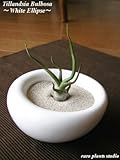 エアープランツチランジア・ブルボーサ / ホワイトイリプス / AirPlants Tillandsia・BULBOSA / White Ellipse / インテリアグリーン / ミニ観葉植物